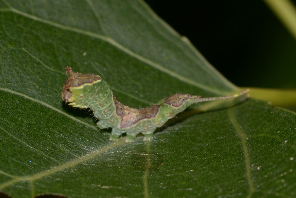 Bruco verde da identificare